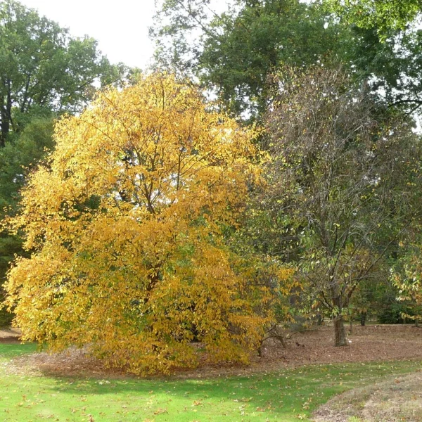 Betula alleghaniensis – Gelb-Birke