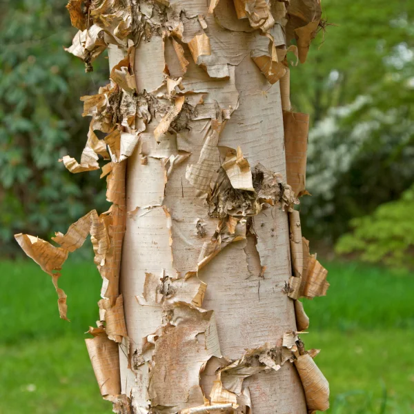 Betula costata – Gerippte Birke