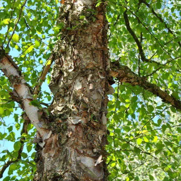 Betula nigra – Schwarz-Birke, Fluß-Birke