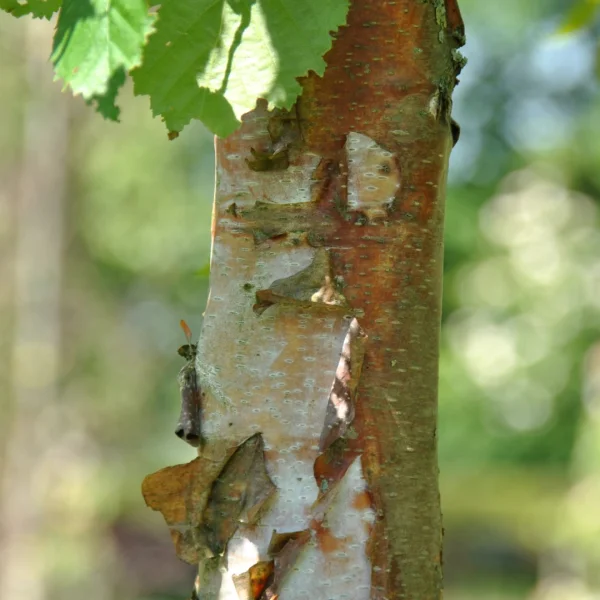 Betula papyrifera – Papier-Birke