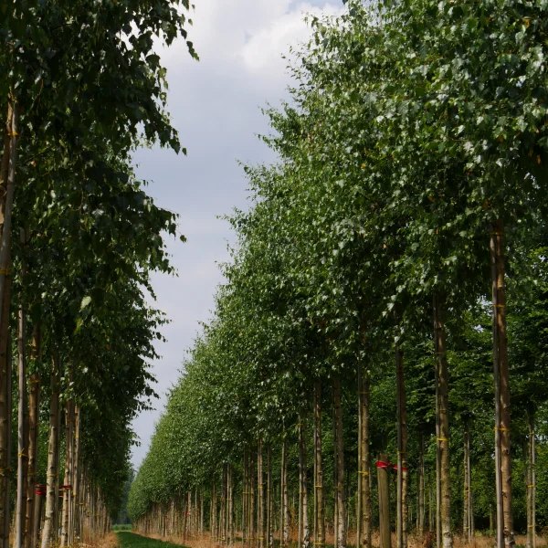 Betula pendula – Sand-Birke, Gemeine-Birke, Weiß-Birke