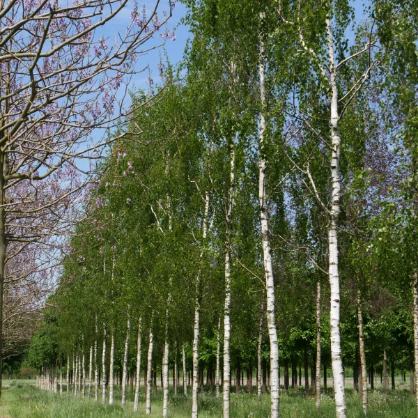 Betula pendula 'Tristis' – Hänge-Birke