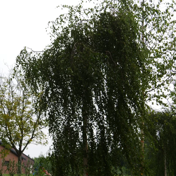 Betula pendula 'Youngii' – Trauer-Birke