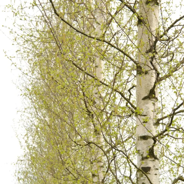 Betula pendula 'Zwitsers Glorie' – Betula pendula 'Zwitsers Glorie'