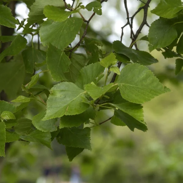 Betula platyphylla – Japanische Weiß-Birke
