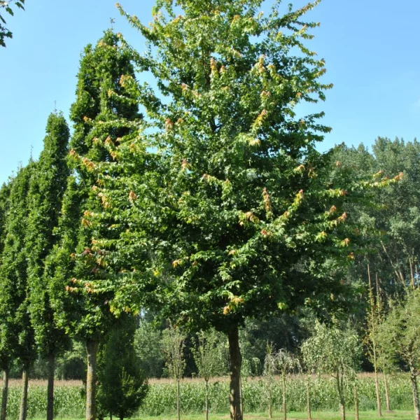 Acer buergerianum – Dreizahn Ahorn