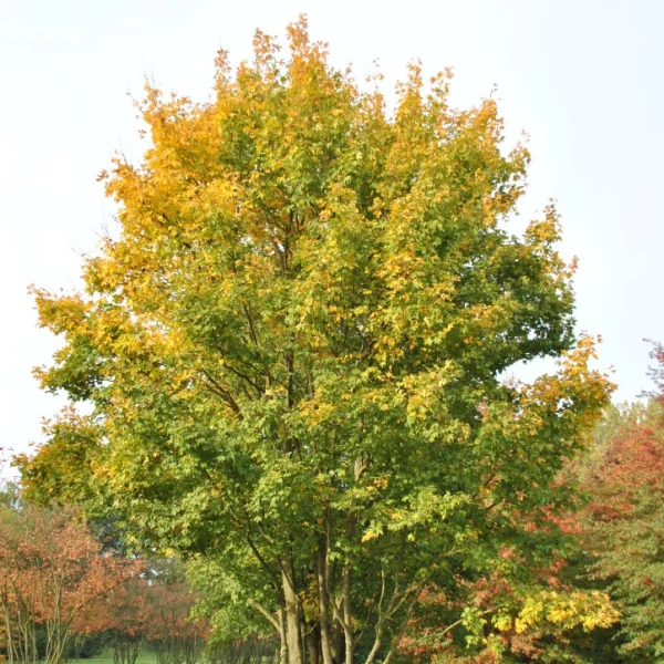 Acer campestre – Feld-Ahorn, Maßholder