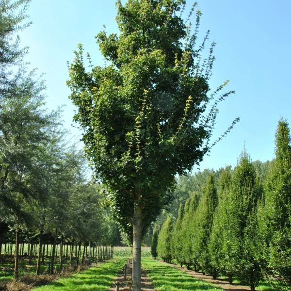 Acer campestre 'Eko Effen' – Acer campestre 'Eko Effen'