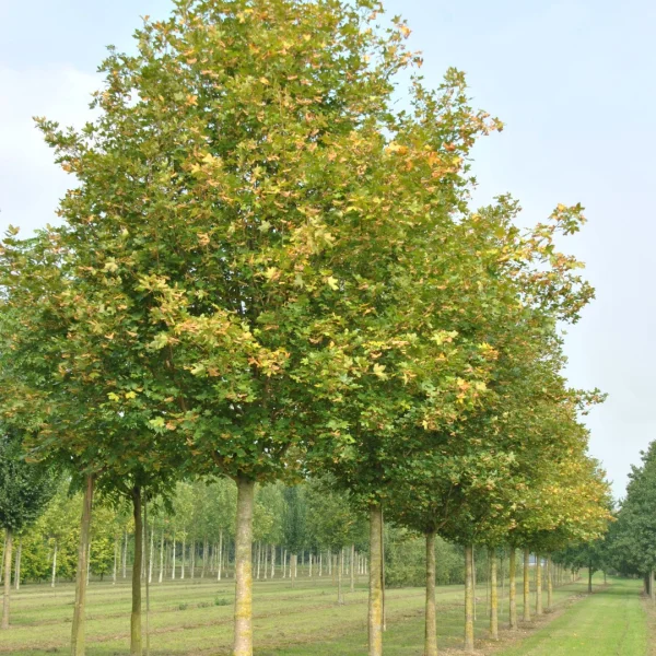 Acer campestre 'Huibers Elegant' – Acer campestre 'Huibers Elegant'