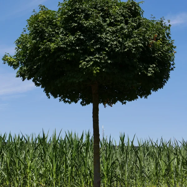 Acer campestre 'Nanum' – Acer campestre 'Nanum'