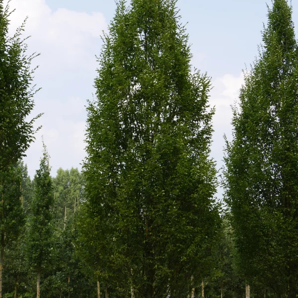 Carpinus betulus 'Fastigiata' – Pyramiden - Hainbuche