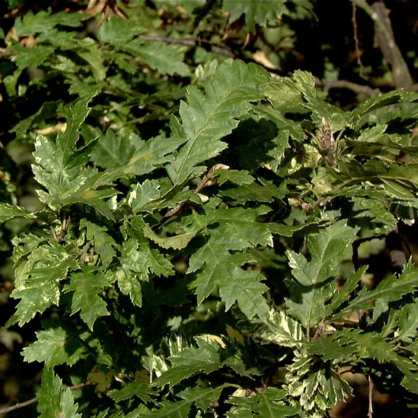 Carpinus betulus 'Quercifolia' – Eichenblättrige Hainbuche
