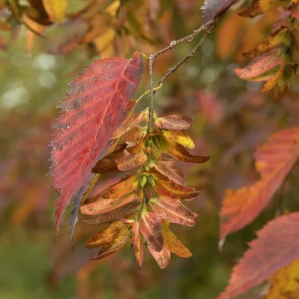 Carpinus caroliniana – Amerikanische Hainbuche