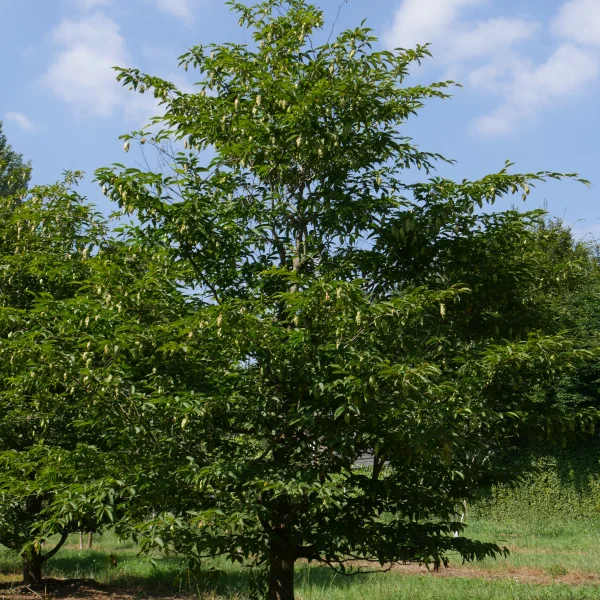 Carpinus japonica – Japanische Hainbuche