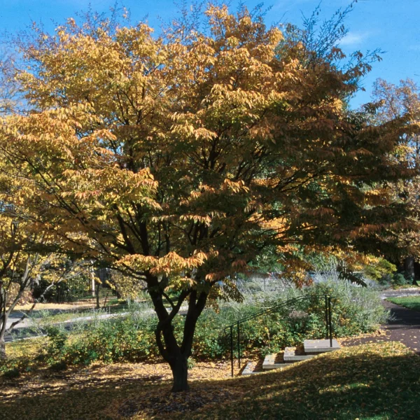 Carpinus laxiflora – Lockerblütige Hainbuche