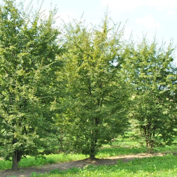 Carpinus turczaninowii – Koreanische Hainbuche