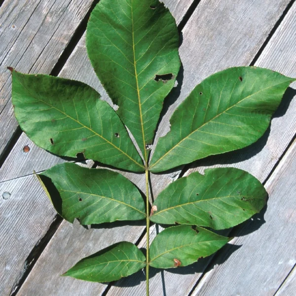 Carya glabra  – Schweinsnuss, Ferkelnuss