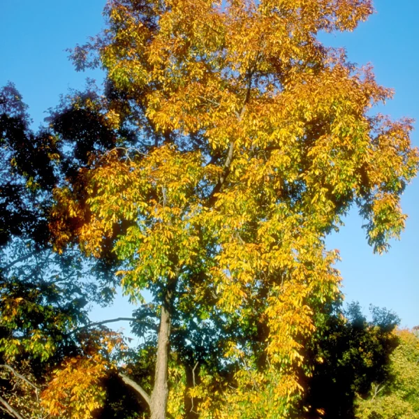 Carya laciniosa – Köningsnuß