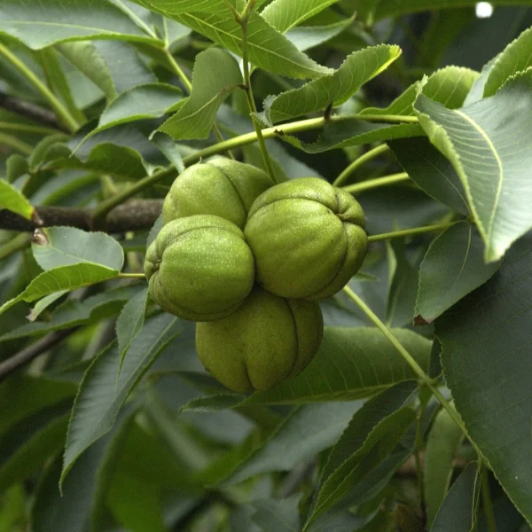 Carya ovata – Hickorynuß