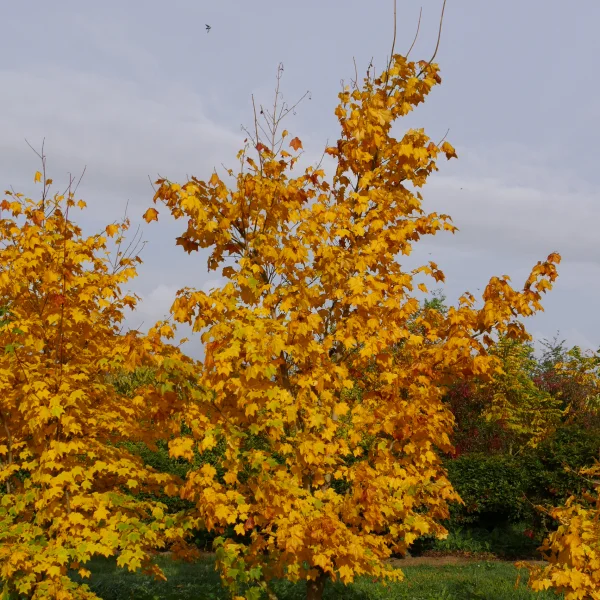 Acer cappadocicum – Kolchischer Ahorn