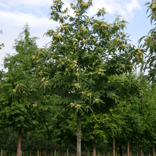 Castanea sativa – Eßkastanie, Edelkastanie, Marone