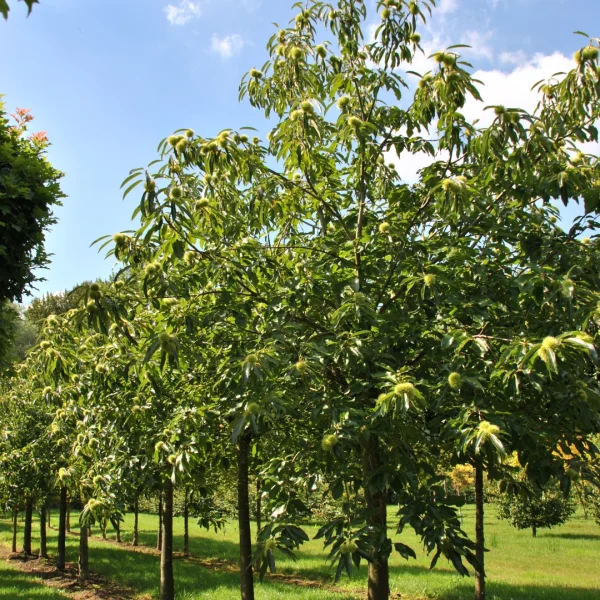 Castanea sativa 'Lyon' – Castanea sativa 'Lyon'