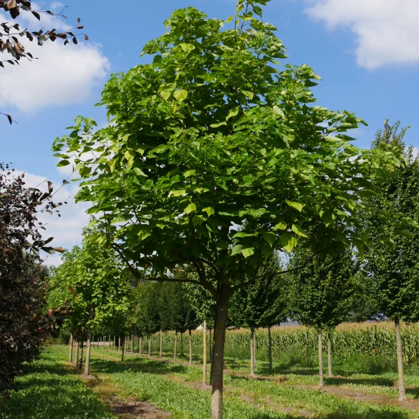 Catalpa bignonioides – Gemeiner Trompetenbaum, Amerikanischer Trompetenbaum