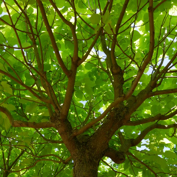 Catalpa bignonioides 'Aurea' – Golden Trompetenbaum