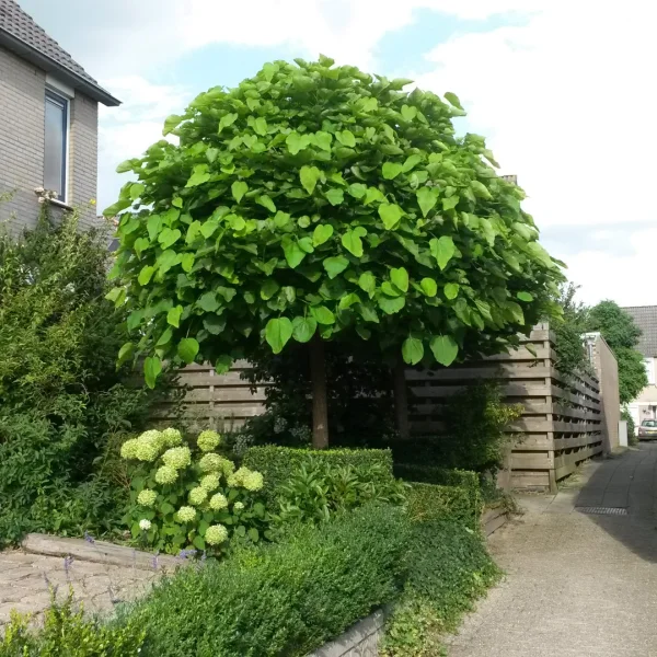 Catalpa bignonioides 'Nana' – Catalpa bignonioides 'Nana'
