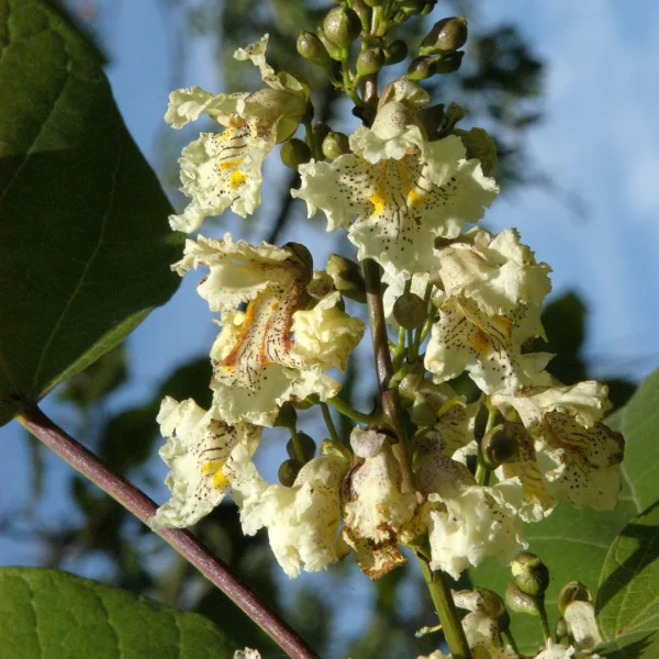 Catalpa ovata – Gelber Trompetenbaum, Chinesischer Trompetenbaum