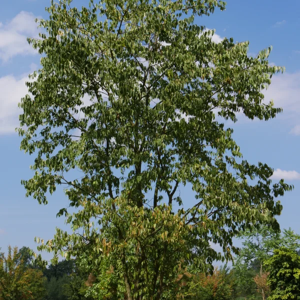 Celtis australis – Südlicher Zürgelbaum, Europäischer Zürgelbaum