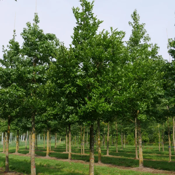 Celtis julianae – Celtis julianae