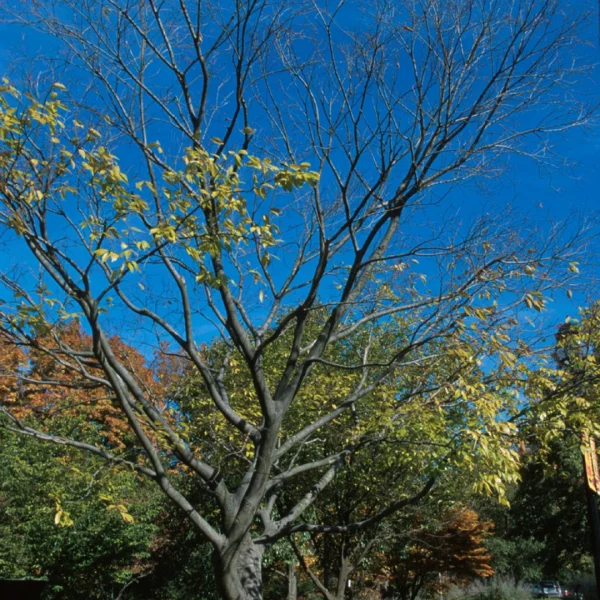 Celtis sinensis – Chinesischer Zürgelbaum