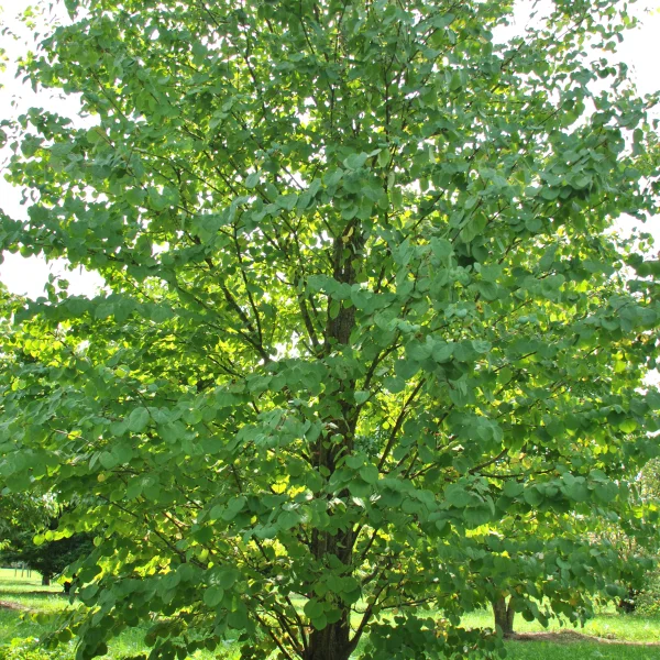 Cercidiphyllum japonicum – Katsurabaum, Kuchenbaum