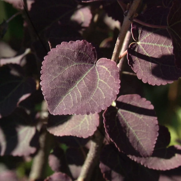 Cercidiphyllum japonicum 'Rotfuchs' – Cercidiphyllum japonicum 'Rotfuchs'