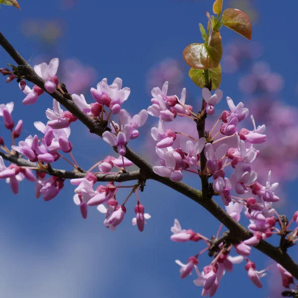 Cercis canadensis – Amerikanischer Judasbaum, Kanadischer Judasbaum