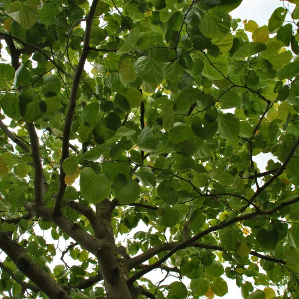 Cercis gigantea – Riesen-Judasbaum