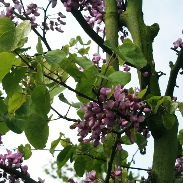 Cercis siliquastrum – Judasbaum, Herzbaum