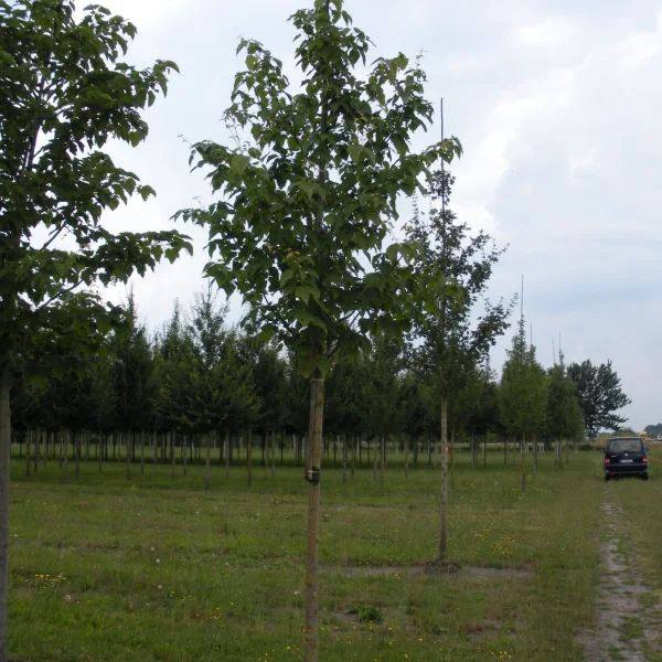 Acer davidii – Chinesische Ahorn, Davids Ahorn
