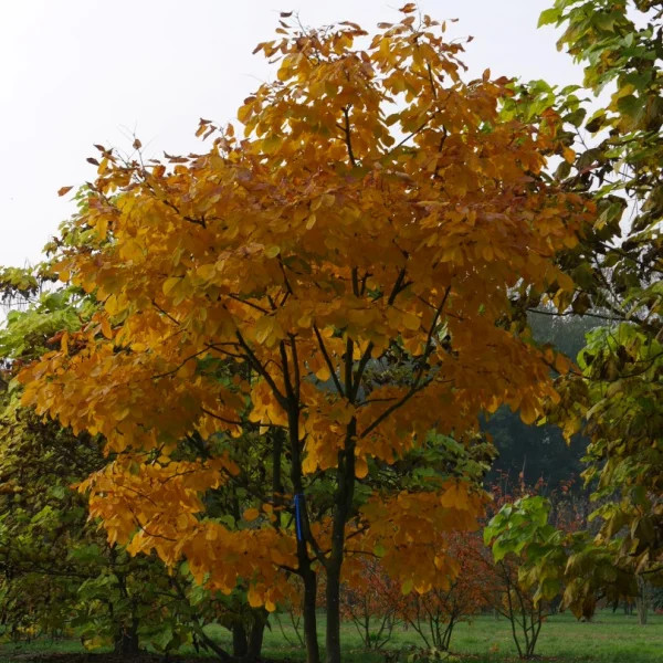 Cladrastis kentukea – Gelbholz