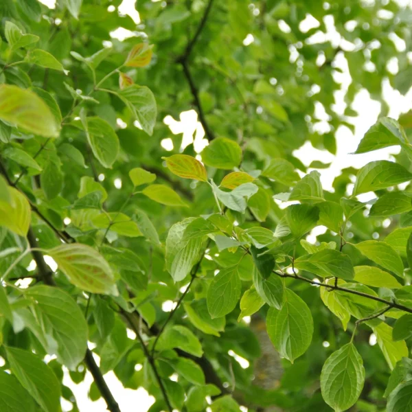 Cornus asperifolia var. drummondii – Drummonds Hartriegel