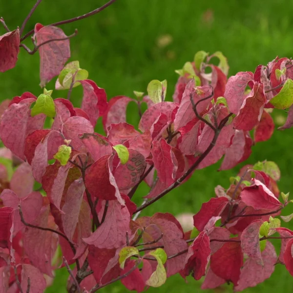 Cornus florida – Blumen-Hartriegel