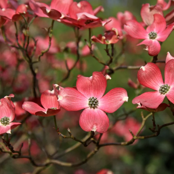 Cornus florida 'Cherokee Chief' – Cornus florida 'Cherokee Chief'