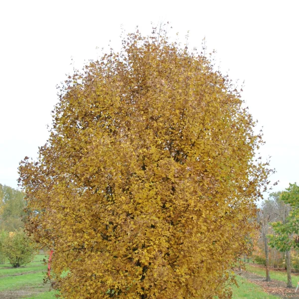 Acer monspessulanum – Burgen-Ahorn, Französischer Ahorn