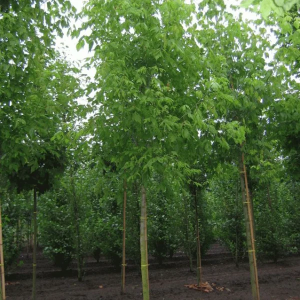 Acer negundo – Eschen-Ahorn