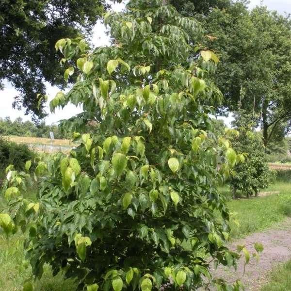 Cornus RUTH ELLEN 'Rutlan' – Cornus RUTH ELLEN 'Rutlan'