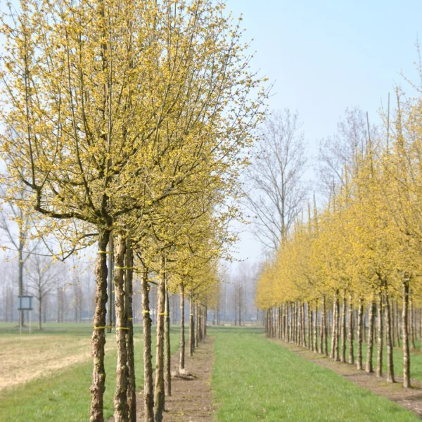 Cornus mas – Kornelkirsche, Gelber Hartriegel