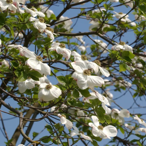 Cornus nuttallii – Nuttalls Blumen-Hartriegel