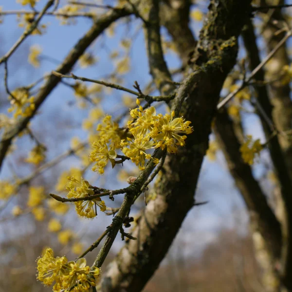 Cornus officinalis 'Robin's Pride' – Cornus officinalis 'Robin's Pride'