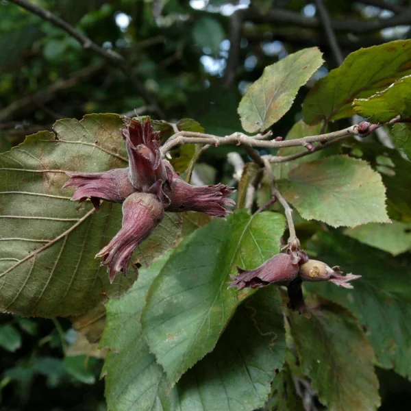 Corylus maxima 'Purpurea' – Blut-Hasel